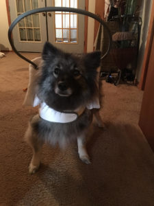 Niko Blind Keeshond Halo