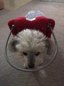 Reagan Blind Yorkiepoo Halo