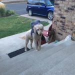 Chester Blind Goldendoodle Halo