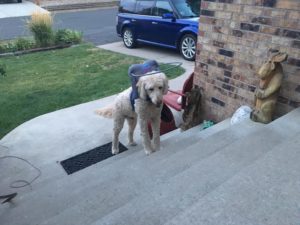 Chester Blind Goldendoodle Halo