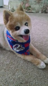 Ash Blind Pom Halo