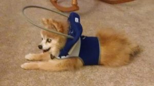 Ash Blind Pom Halo