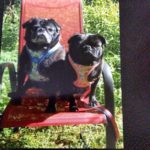 Bear Blind Pug Halo