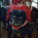 Bear Blind Pug Halo
