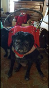 Bear Blind Pug Halo