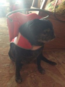 Bear Blind Pug Halo