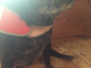 Bear Blind Pug Halo