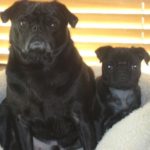 Bear Blind Pug Halo