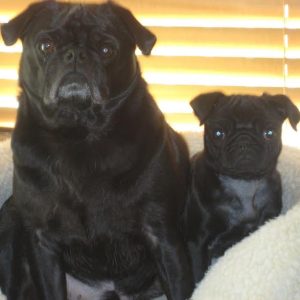 Bear Blind Pug Halo