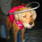 Beauty Blind Terrier Mix Halo