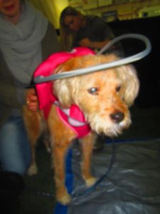 Beauty Blind Terrier Mix Halo