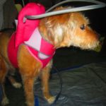 Beauty Blind Terrier Mix halo