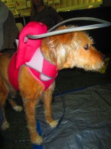 Beauty Blind Terrier Mix halo