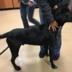 Cadet Blind Lab Halo