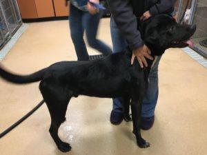 Cadet Blind Lab Halo