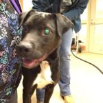 Cadet Blind Lab Halo