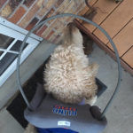 Chester Blind Goldendoodle Halo