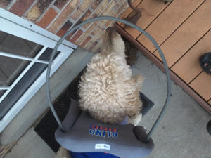 Chester Blind Goldendoodle Halo