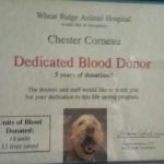 Chester Blind Goldendoodle Halo