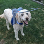 Chester Blind Goldendoodle Halo