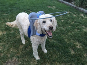 Chester Blind Goldendoodle Halo