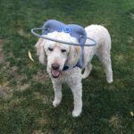 Chester Blind Goldendoodle Halo