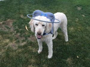 Chester Blind Goldendoodle Halo