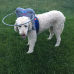 Chester Blind Goldendoodle Halo