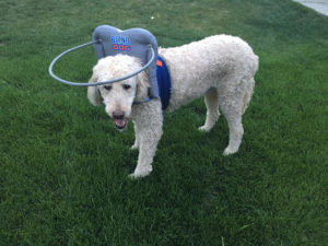 Chester Blind Goldendoodle Halo