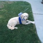 Chester Blind Goldendoodle Halo