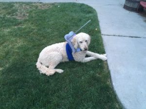 Chester Blind Goldendoodle Halo