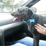 Freddy Blind Poodle Halo