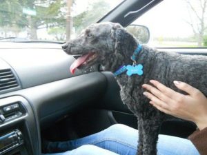 Freddy Blind Poodle Halo