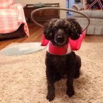 Freddy Blind Poodle Halo