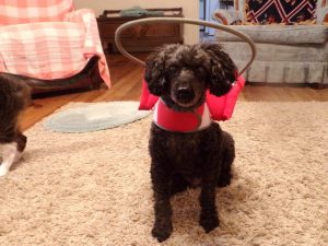 Freddy Blind Poodle Halo