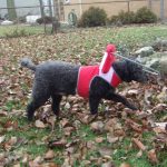 Freddy Blind Poodle Halo