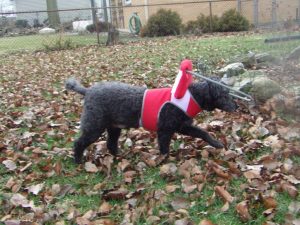 Freddy Blind Poodle Halo