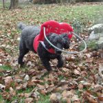 Freddy Blind Poodle Halo