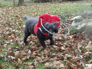 Freddy Blind Poodle Halo