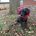 Freddy Blind Poodle Halo