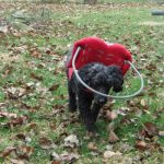 Freddy Blind Poodle Halo