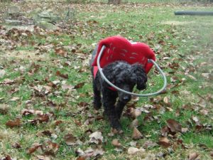 Freddy Blind Poodle Halo