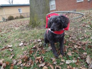 Freddy Blind Poodle Halo