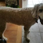 Chester Blind Goldendoodle Halo