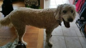 Chester Blind Goldendoodle Halo