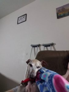 Hamilton Blind Italian Greyhound Halo