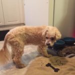 Harry Blind Maltese/Poodle Halo