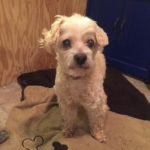 Harry Blind Maltese Poodle Halo