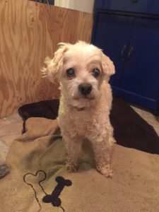 Harry Blind Maltese Poodle Halo