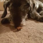 Little Man Blind Dachshund Schnauzer Halo